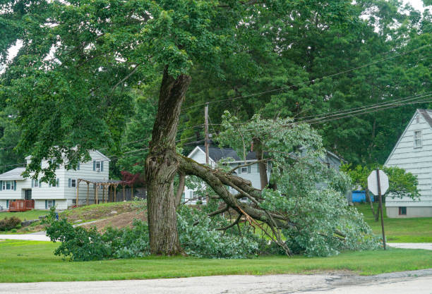 Tree and Shrub Care in Smith Valley, NV